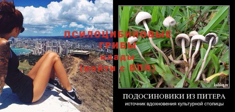 Псилоцибиновые грибы MAGIC MUSHROOMS  Новопавловск 